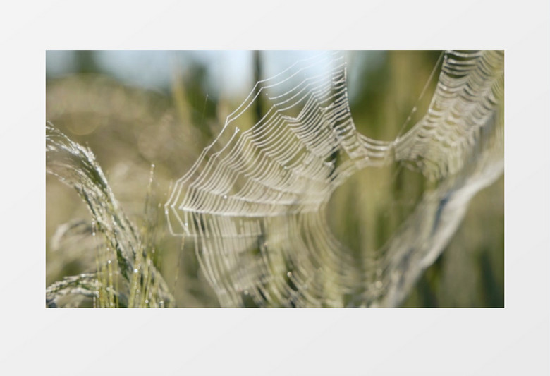 残破的蜘蛛网在风中摇晃实拍视频素材