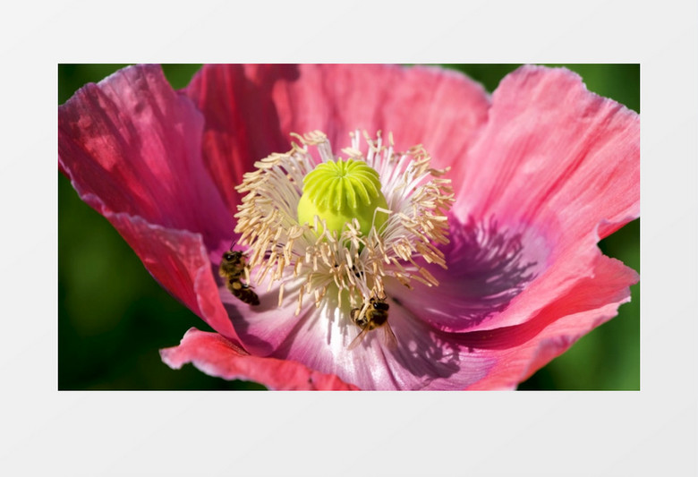 蜜蜂在红色的花蕊中采蜜实拍视频素材