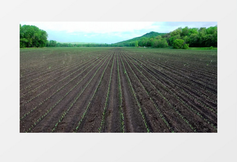 整齐种植的农作物实拍视频素材