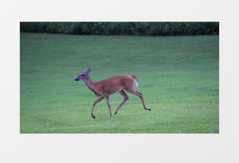 小鹿在青青的草地上奔跑实拍视频素材