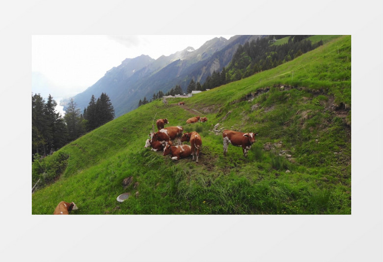 一群黄牛在山坡上吃草实拍视频素材