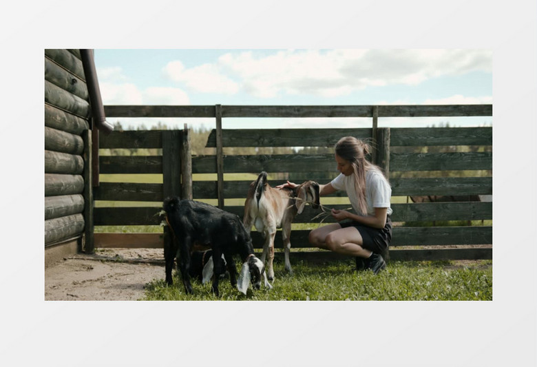 美女在给小羊羔喂食实拍视频素材