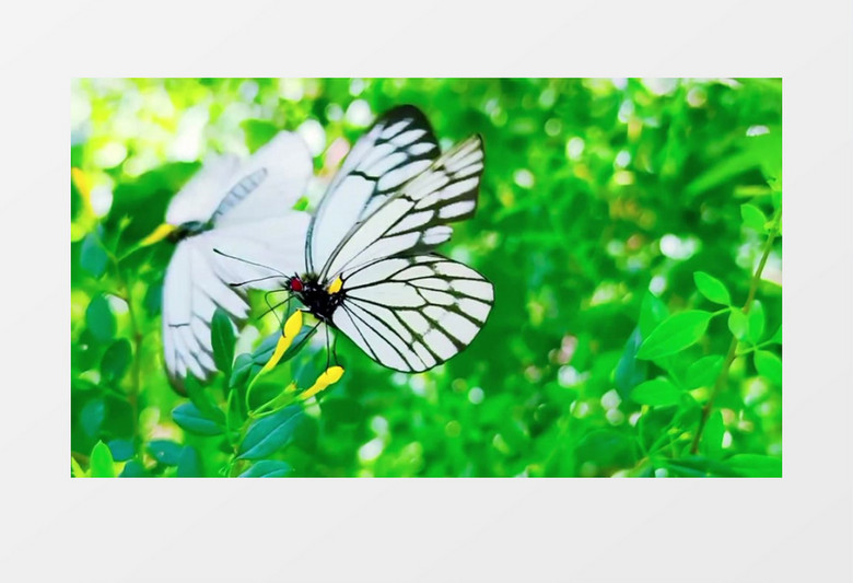白色蝴蝶在黄色花蕊上飞舞实拍视频素材