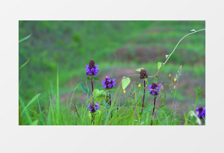 紫色风铃草在山坡上飘动实拍视频素材