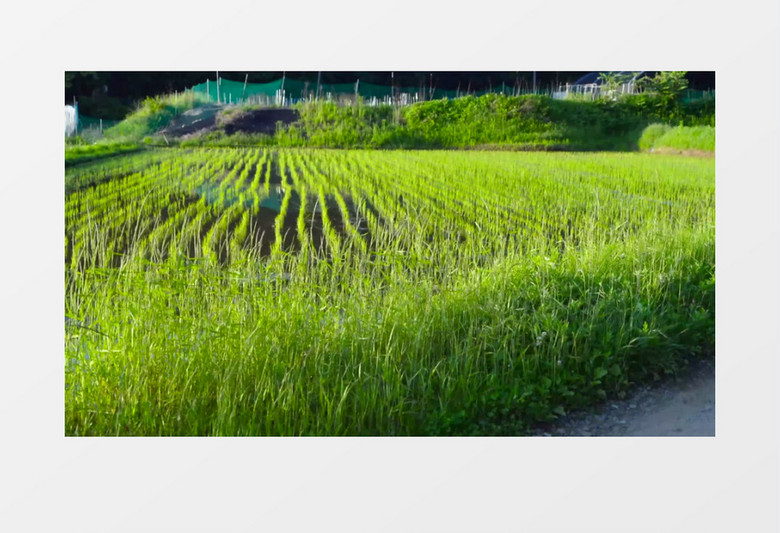 绿油油的水稻田实拍视频素材