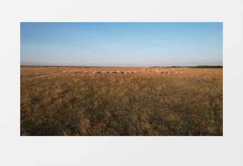 羊群在草地上行走觅食实拍视频素材
