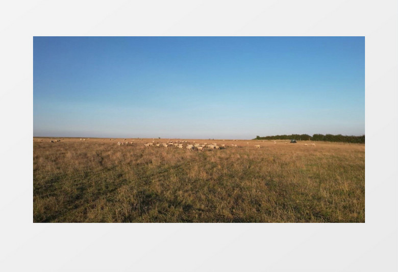羊群在草地上行走实拍视频素材