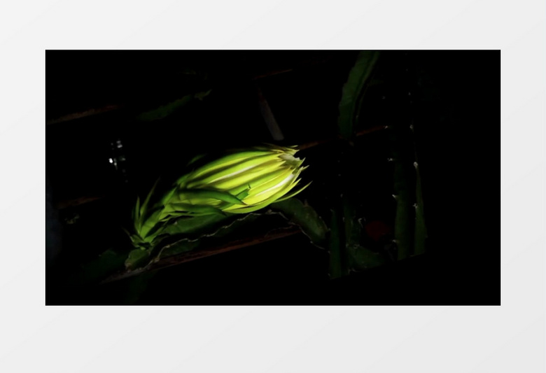 在夜晚绽放的火龙果花实拍视频素材