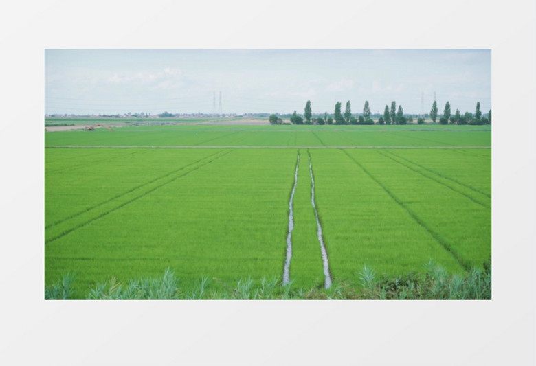 种植整齐的稻田实拍视频素材
