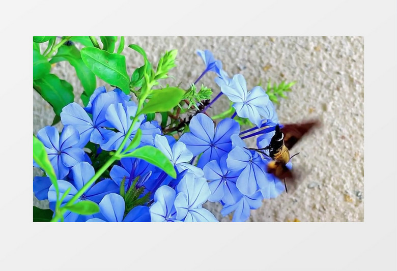 一只小鸟在蓝色的花朵上飞舞实拍视频素材