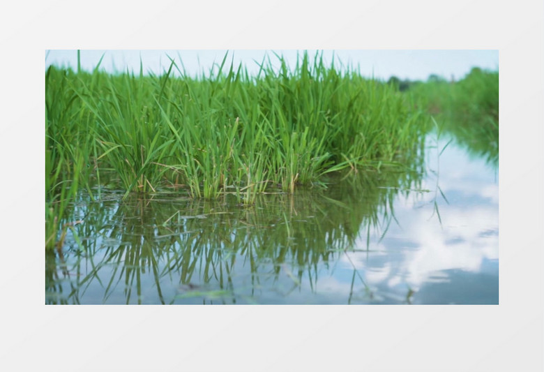 嫩绿的水稻种植在稻田中实拍视频素材