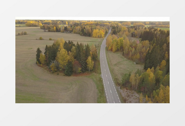 树林中央的道路实拍视频素材