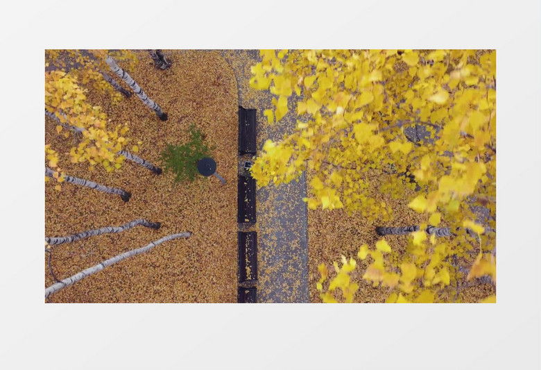 俯拍秋天公园里的落叶铺满道路实拍视频素材