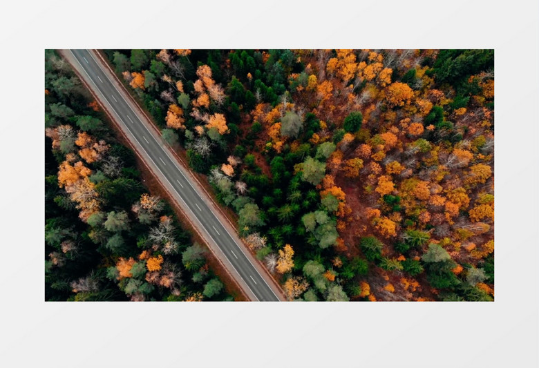 俯拍道路两侧主见变黄的树木实拍视频素材