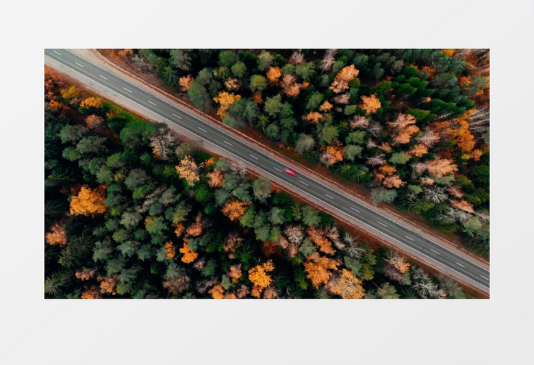 俯拍秋季道路两侧正在变黄的树林实拍视频素材