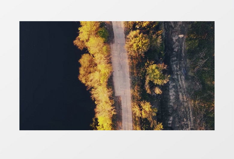 俯拍秋季道路两侧逐渐变黄的树叶实拍视频素材