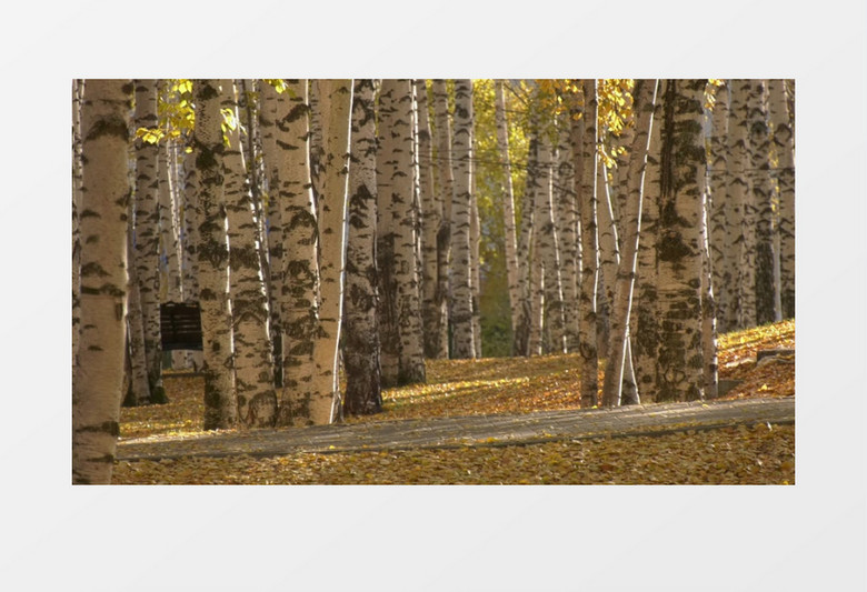 男人悠闲的走过满地落叶的树林实拍视频素材