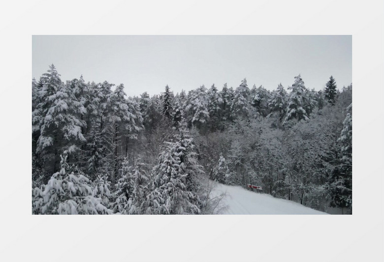 实拍被冰雪覆盖的树林和草地实拍视频素材