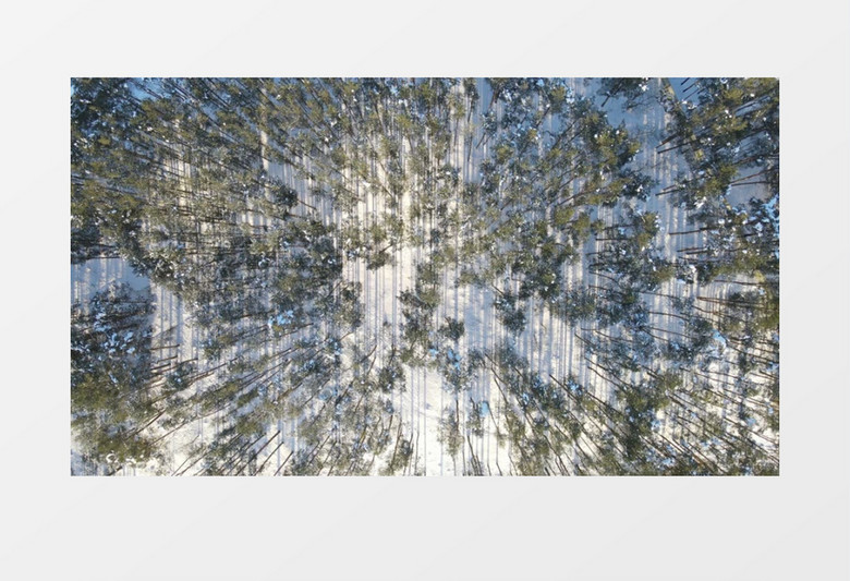 实拍冰雪覆盖的树林日照下的景象实拍视频素材