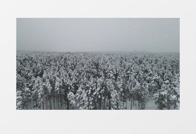 被冰雪覆盖的树林实拍视频素材
