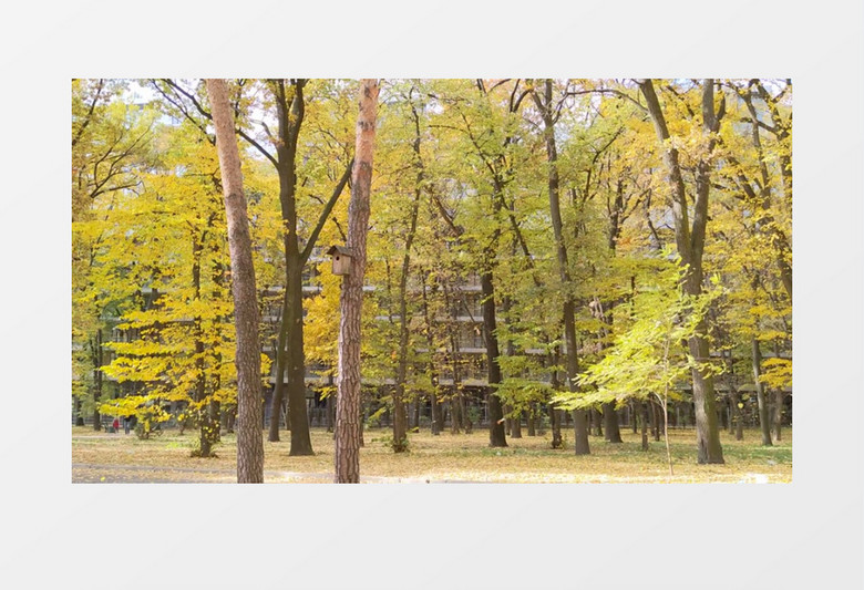 秋天变黄的树叶在缓缓飘落实拍视频素材