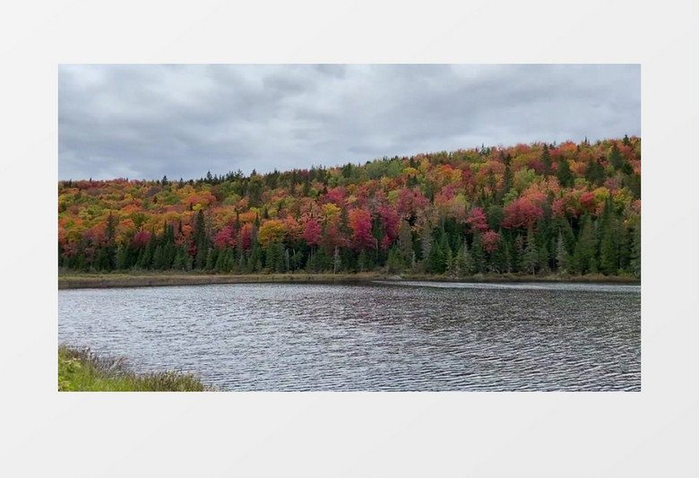 实拍河水岸边多彩的树林实拍视频素材