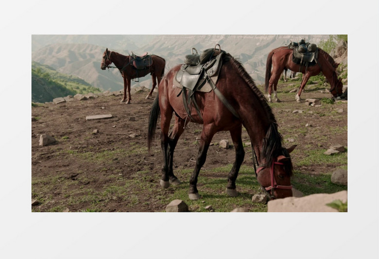 三匹马在山顶上悠闲的吃草实拍视频素材