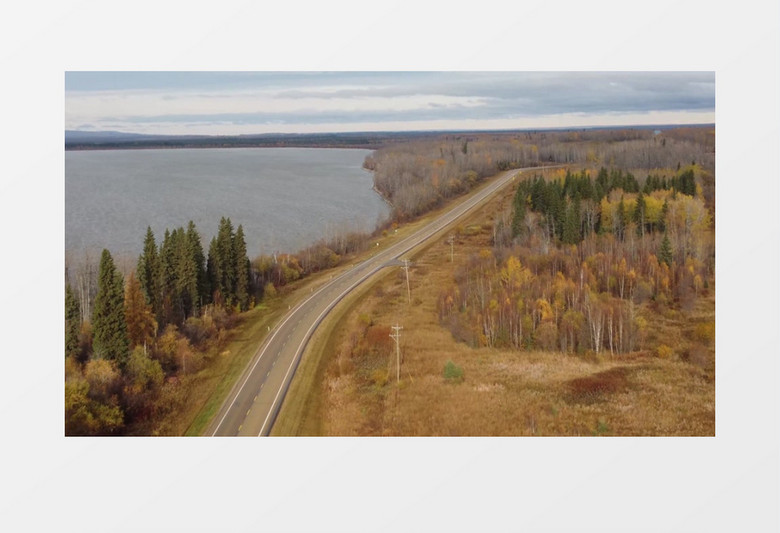 秋日变黄的树林实拍视频素材