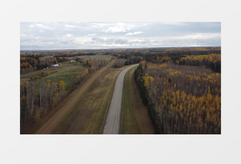 实拍秋季变黄的树林和林中的道路实拍视频素材