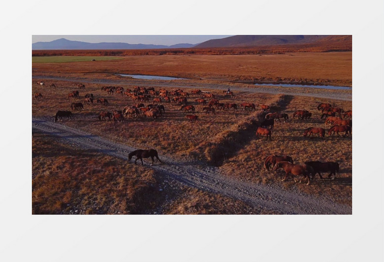 一群马儿在草原上缓慢的移动实拍视频素材
