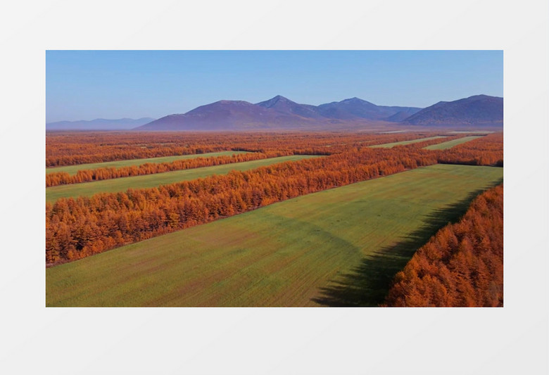 秋天大地上的植被变化景象实拍视频素材