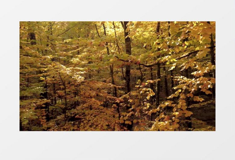 实拍秋季树林里变黄的树叶实拍视频素材