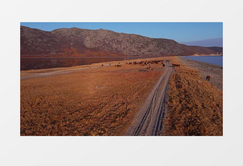 一群马儿在海边的草地上吃草实拍视频素材