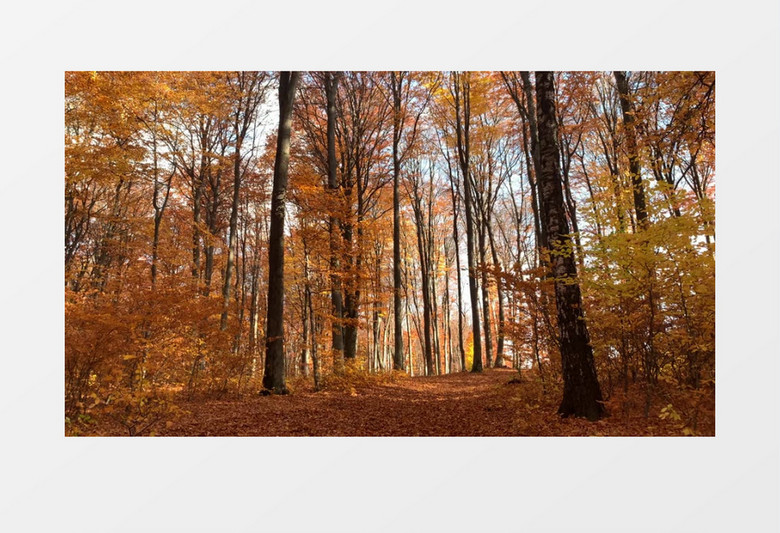 秋日丛林中不断飘落的树叶实拍视频素材