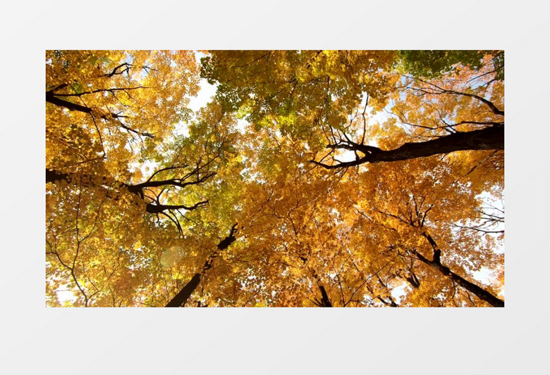 旋转拍摄秋天变黄的树叶实拍视频素材