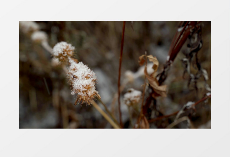 冬季雪花堆积在枯树枝上实拍视频素材