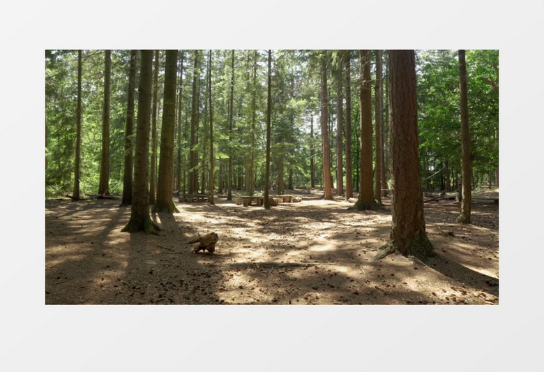空镜头拍摄上午的树林实拍视频素材
