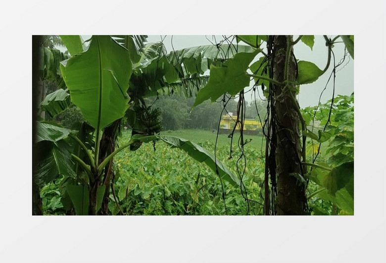 空镜头拍摄雨滴洒落在芭蕉树上实拍视频素材