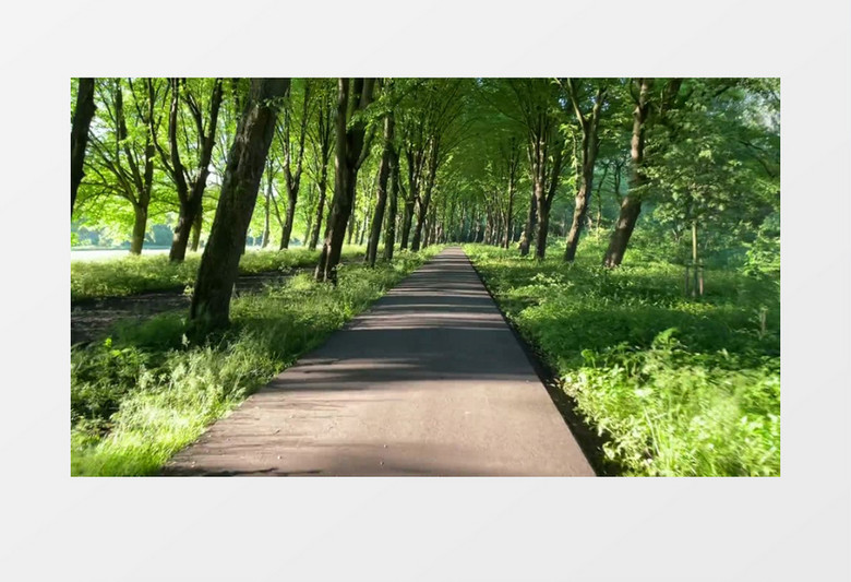 空镜头拍摄树林中的小道实拍视频素材