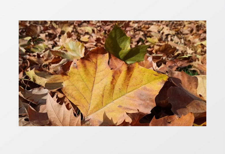 实拍变黄枯萎的落叶在随风晃动实拍视频素材