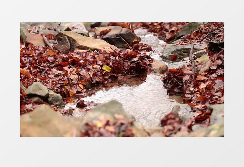 实拍潺潺流水旁边堆积的落叶实拍视频素材
