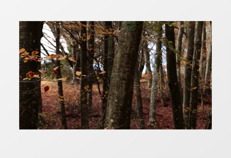 枯黄的树林秋季实拍实拍视频素材