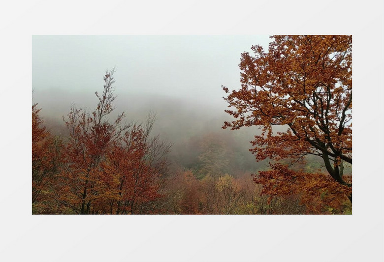 秋日大雾天林中景象实拍视频素材