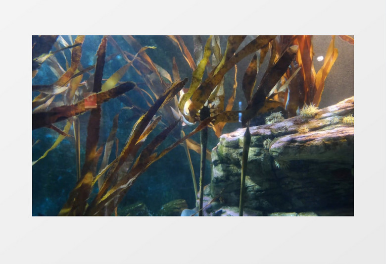几条大鱼在海底穿梭在海草中间实拍视频素材