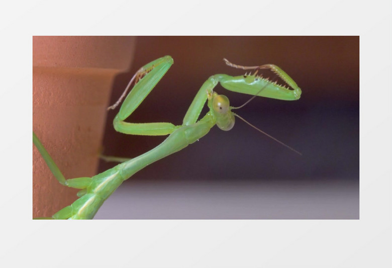 螳螂在舔自己的螳臂实拍视频素材