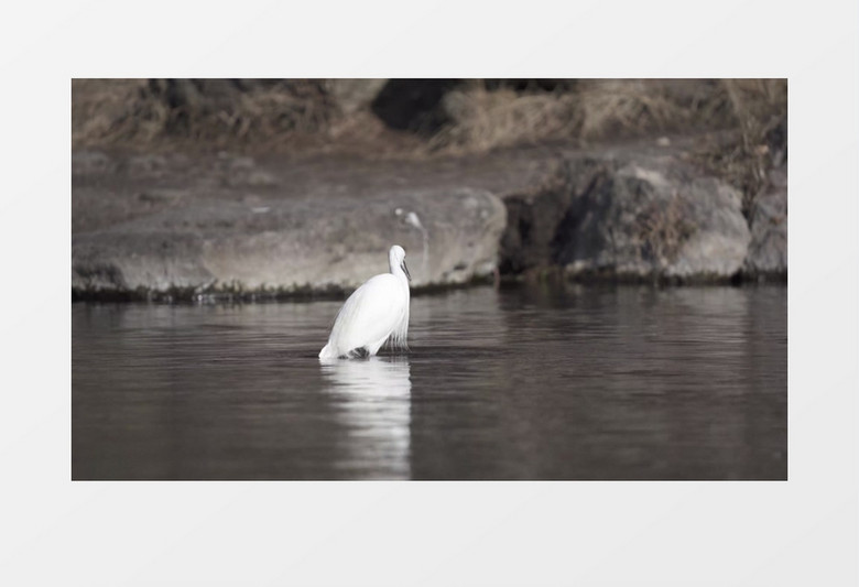 白鹭在水中觅食实拍视频素材