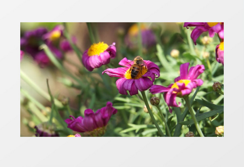 一只小蜜蜂在紫色花朵上采蜜实拍视频素材