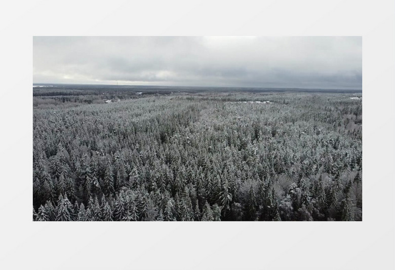 在冬季被雪花覆盖的森林雪原实拍视频素材