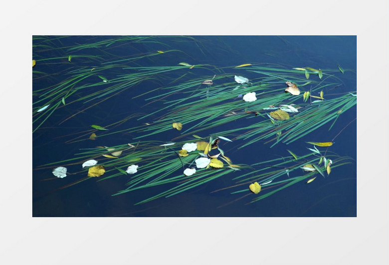 在水面上漂浮的柳叶实拍视频素材