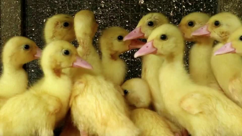 一群小黄鸭堆积在一起四处观望实拍视频素材